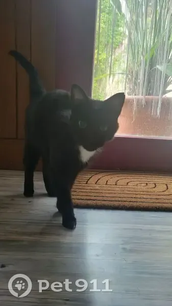 Chat noir trouvé, tâche blanche, castré. - photo
