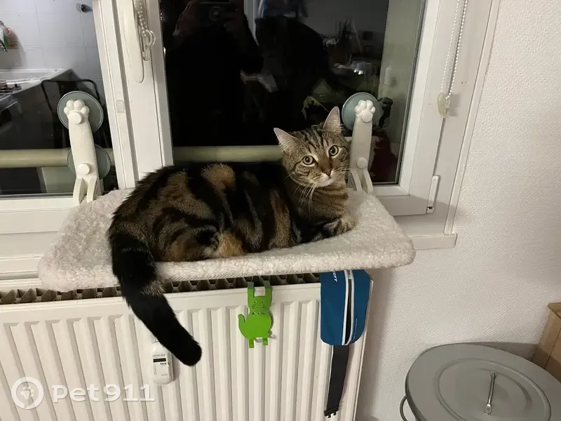Chatte perdue, rue des Deux Nied - photo
