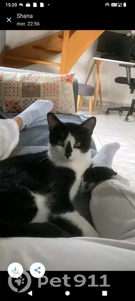 Chat perdu à Toulouse : cœur sur le nez - photo