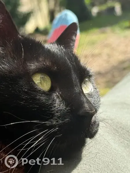 Chat perdu : Filou, 8 ans, croc manquant - photo
