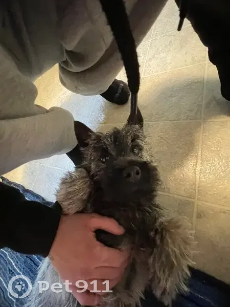 Lost Yorkie Mix: Tannish, Green Collar - photo