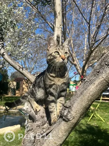 Chat perdu : Rockie, gris aux yeux bleus - photo