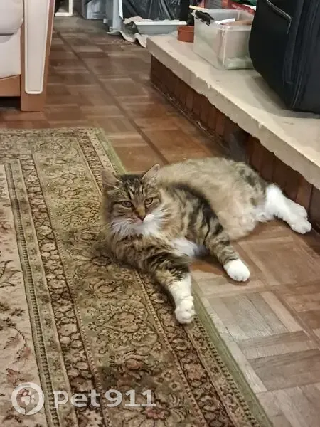 Chat marron 13 ans perdu à Talence - photo
