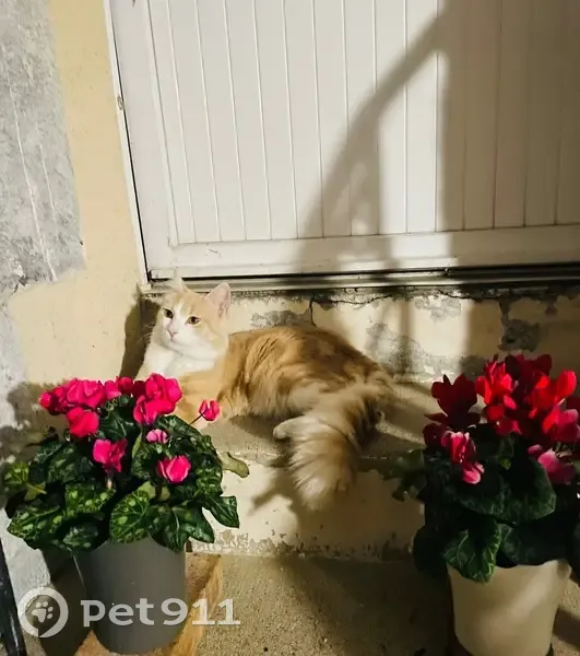 Chat perdu beige/blanc, 1 an, Laval - photo