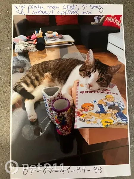 Chat perdu : tache de raviolis sur la bouche - photo