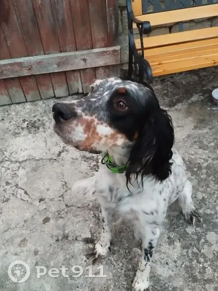 Chienne setter trouvée à Chaillé-les-Marais - photo