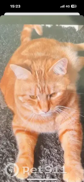 Chat roux tigré perdu à Troyes - photo