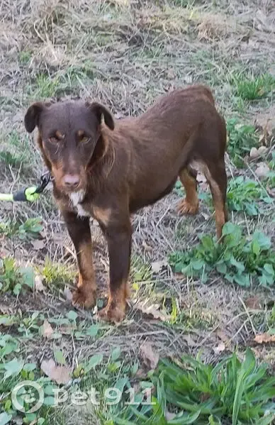 Chienne jagd terrier trouvée à Chaudes-Aigues - photo