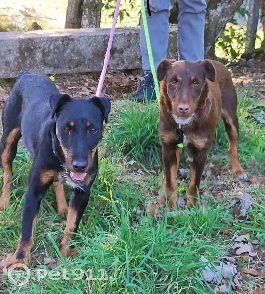 Jagd terrier trouvé près de Chaudes-Aigues - photo