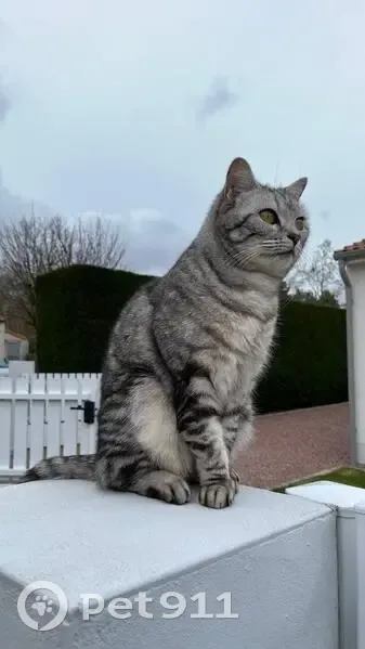 Chatte perdue à Rezé, grise tigrée - photo