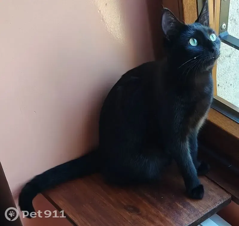 Jeune chatte noire perdue à Maisons-Alfort - photo