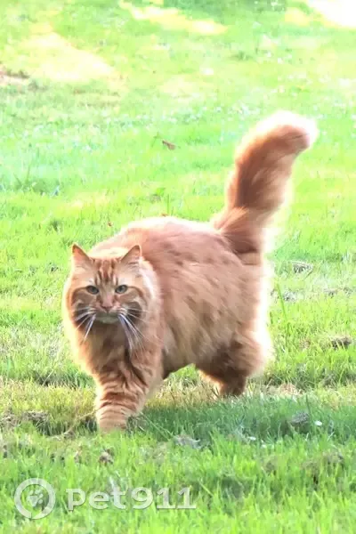 Chat roux perdu à Rennes, répond à Simba - photo