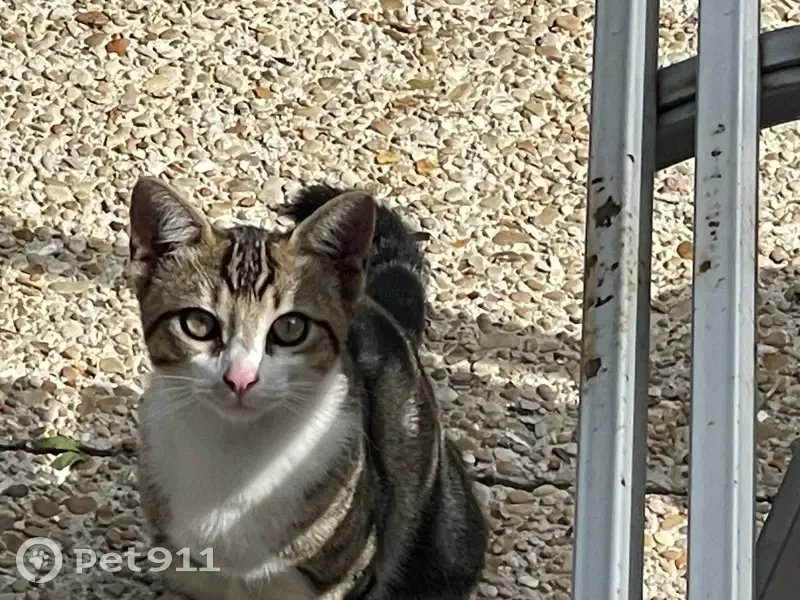 Chats trouvés à Thiais, rue de la Galaise - photo