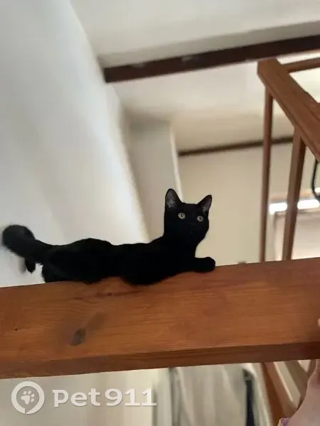 Chat noir perdu, peureux, tatoué à l'oreille - photo