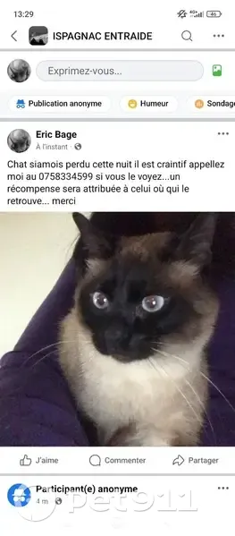 Chat siamois perdu à Ispagnac - photo