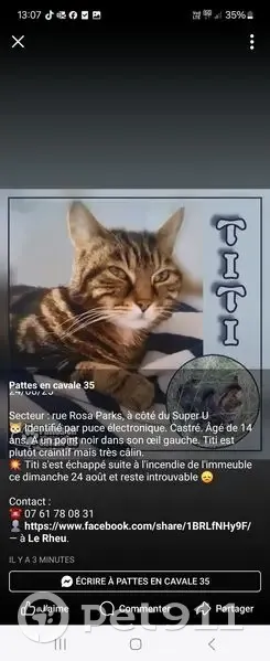 Chat perdu : 14 ans, pucé, câlin, Le Rheu - photo