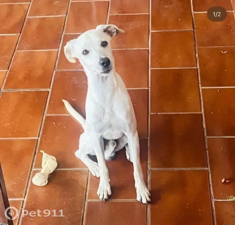 Cachorro perdido Macho (brl001480) - photo