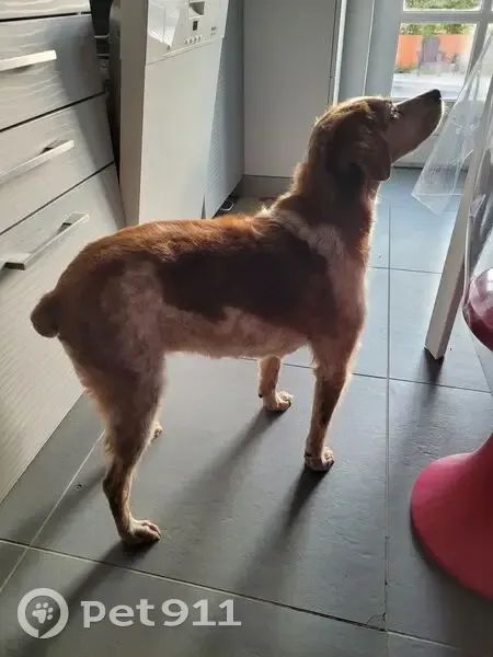 Chien perdu : Lali disparue à Montoison - photo