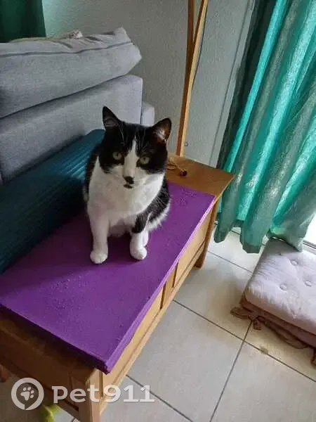 Chatte perdue : Gypsie, noire et blanche - photo