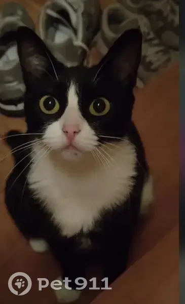 Chatte noire et blanche trouvée à Bourg - photo