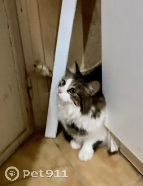 Chatte perdue, blanche/tigrée, 13 ans, Grasse - photo
