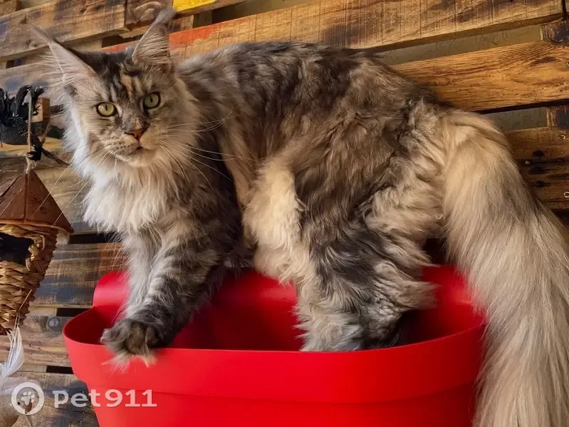 Chatte Maincoon grise perdue à Sète - photo