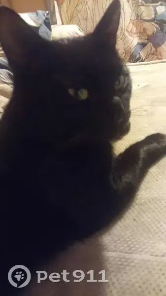 Chat noir perdu à Bouzigues, 2 ans, non castré - photo