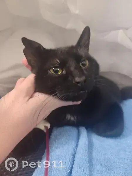 Urgent : Cherche chat noir, oreille abîmée - photo