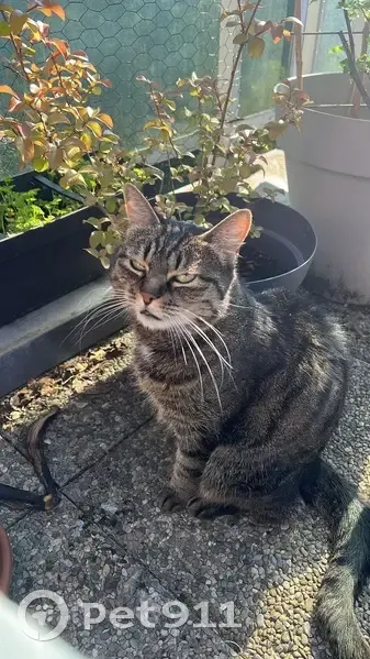 Chat tigré perdu, 11 ans, Strasbourg - photo