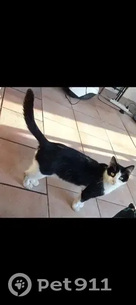 Chat perdu : noir dessus, blanc dessous, Lille - photo