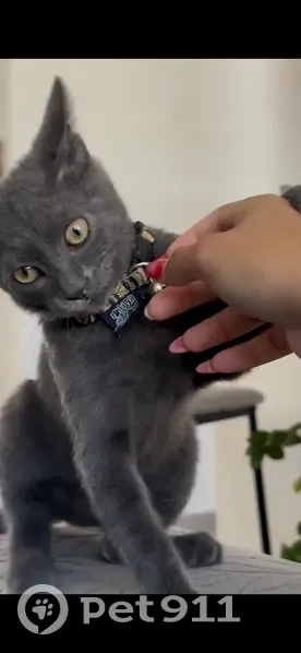 Petit chat gris perdu à Cayenne - photo
