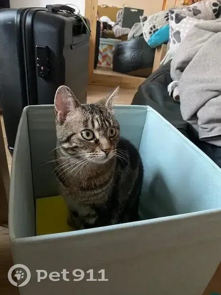 Chat tigré perdu à Tourcoing - photo