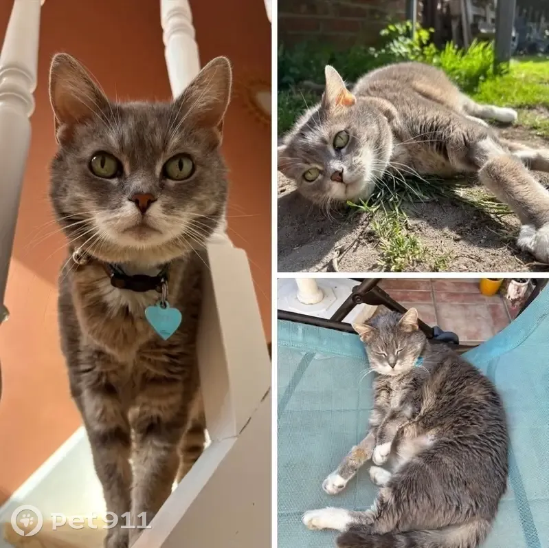 Chatte Pixel perdue, malade, rue E. Charlet - photo