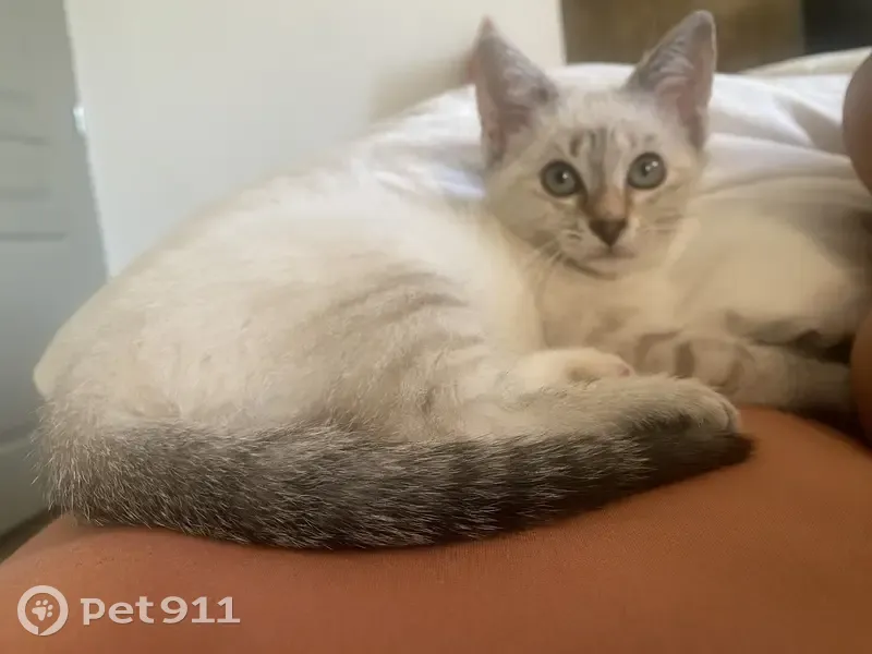 Chaton blanc crème perdu à Saint-Étienne - photo