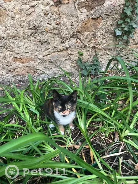 Chat trouvé à Livry-Gargan, IDF - photo