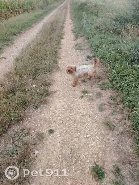 Chien beige perdu, affectueux, Rillieux-la-Pape - photo