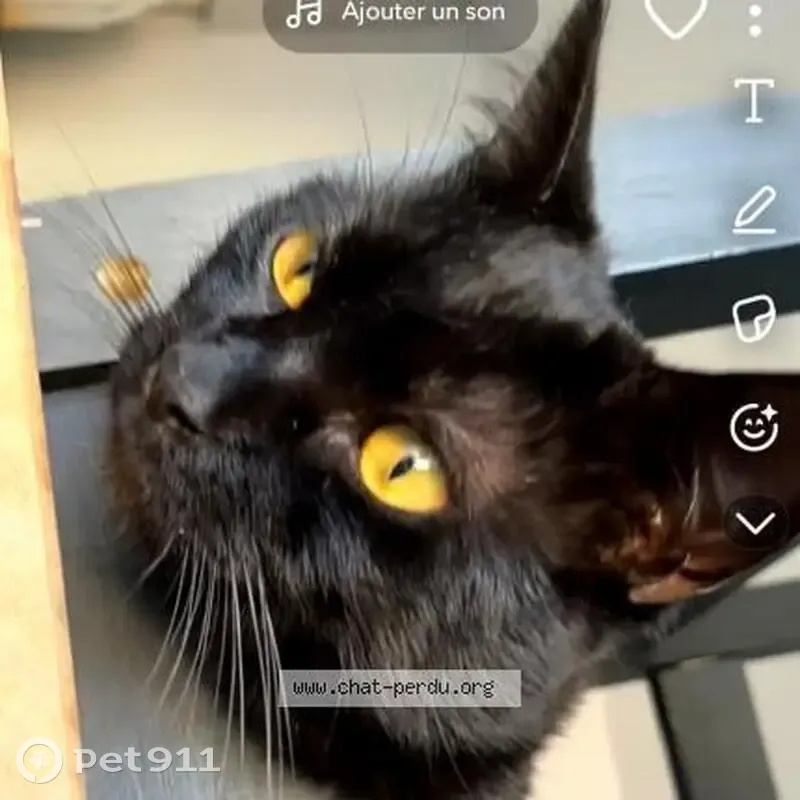 Guizmo, chat noir perdu à Malzéville - photo