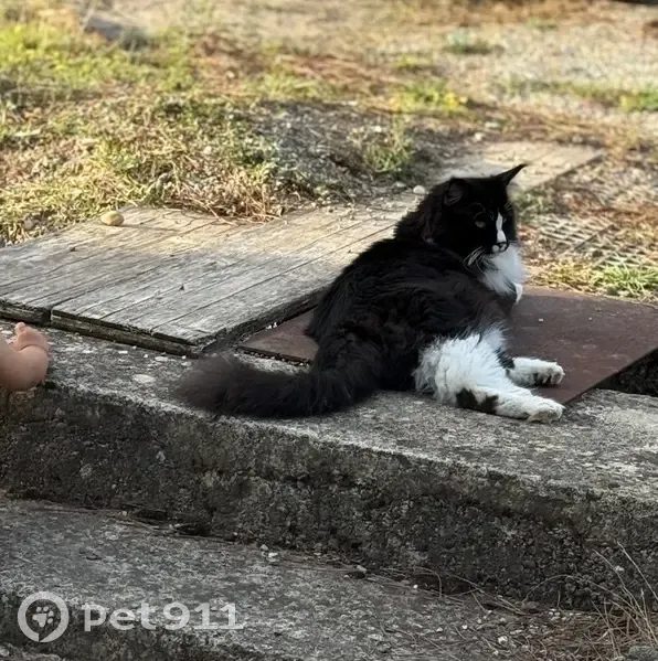 Chat perdu : gros noir et blanc à Flaviac - photo