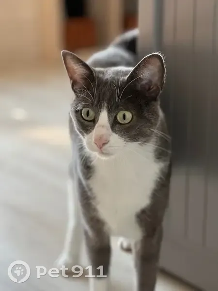 Chat perdu à Landerneau : gris et blanc - photo