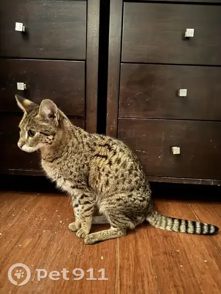 Chatte âgée tachetée perdue à Argelès - photo