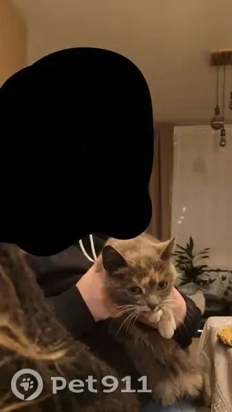 Chatte perdue : Filousse, écaille de tortue - photo