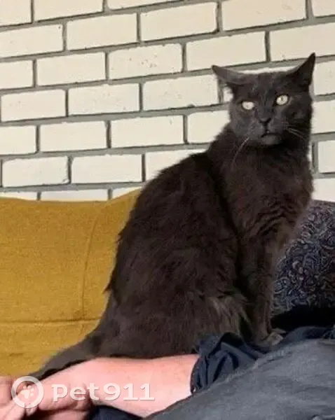 Chat perdu à Opio : Winston, Chartreux  - photo