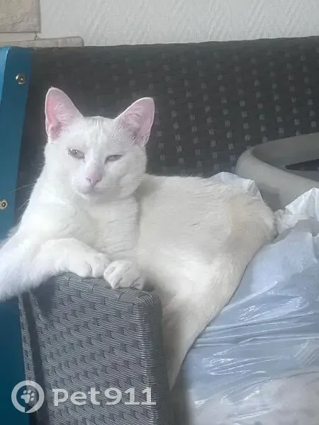 Chat perdu : Einstein, 1 an, malade, Morsang - photo