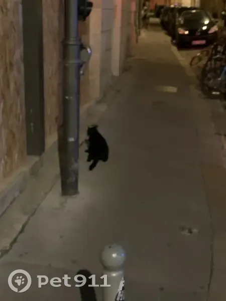 Chat noir craintif sous voitures à Bordeaux - photo