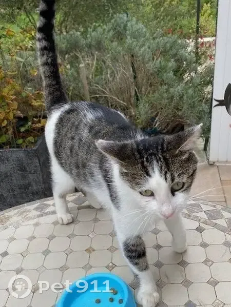Chat mâle tigré trouvé à Saint-Jean-de-Braye - photo