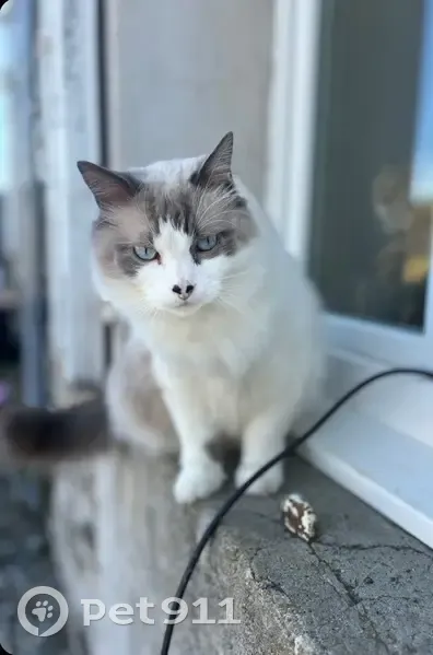 Chat perdu : Nougat, sociable et gourmand - photo