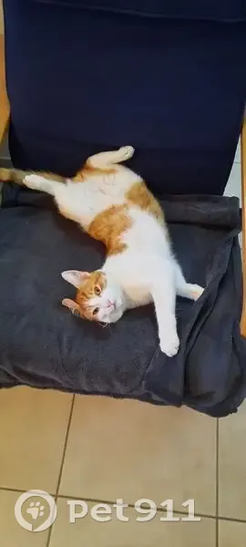 Chat roux et blanc perdu à Froidfond - photo