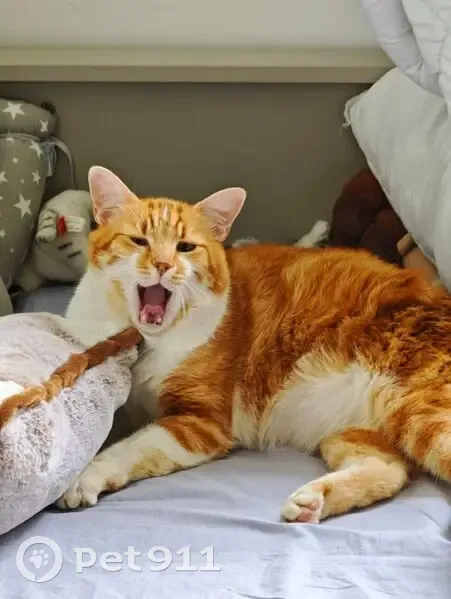 Chat blanc et roux perdu à Durtol - photo