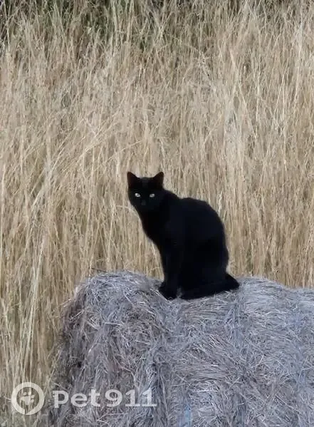 Chat noir perdu, cicatrice oreille, pucé - photo