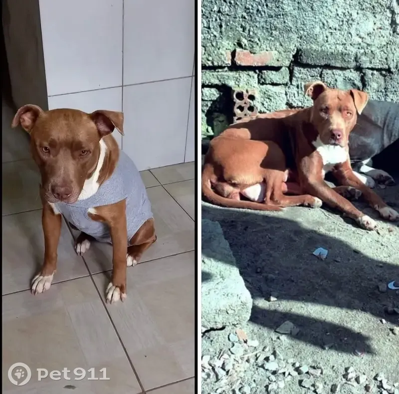 Cachorro perdido Fêmea (brl001491) - photo